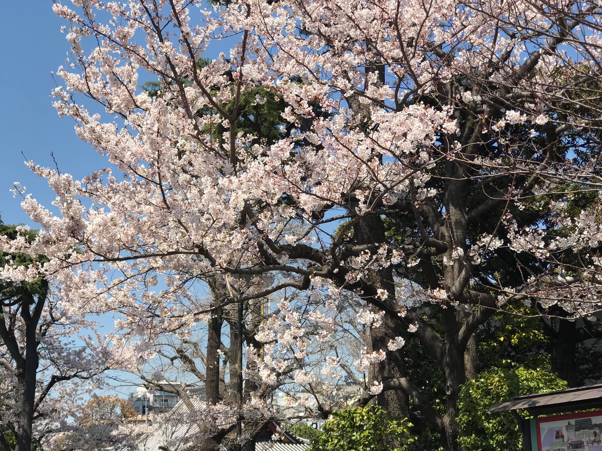 Một số hình ảnh tại Sensoji (浅草寺, Sensōji,) còn gọi là Chùa Quán Âm ở Asakusa, Nhật Bản