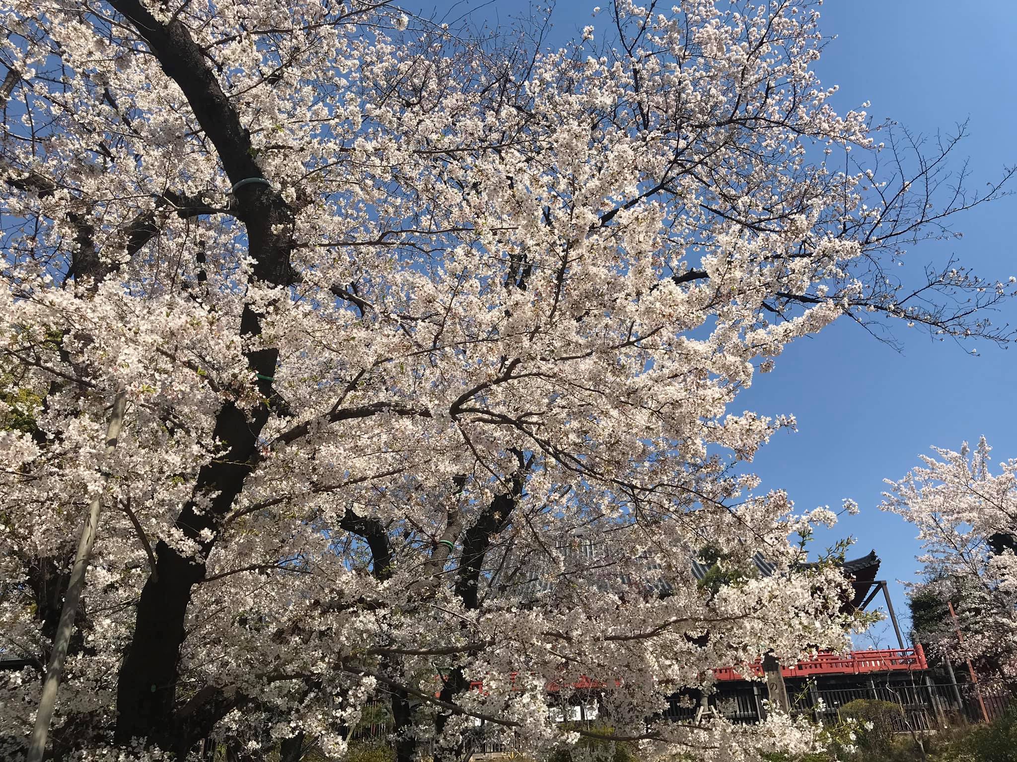 Một số hình ảnh tại Sensoji (浅草寺, Sensōji,) còn gọi là Chùa Quán Âm ở Asakusa, Nhật Bản