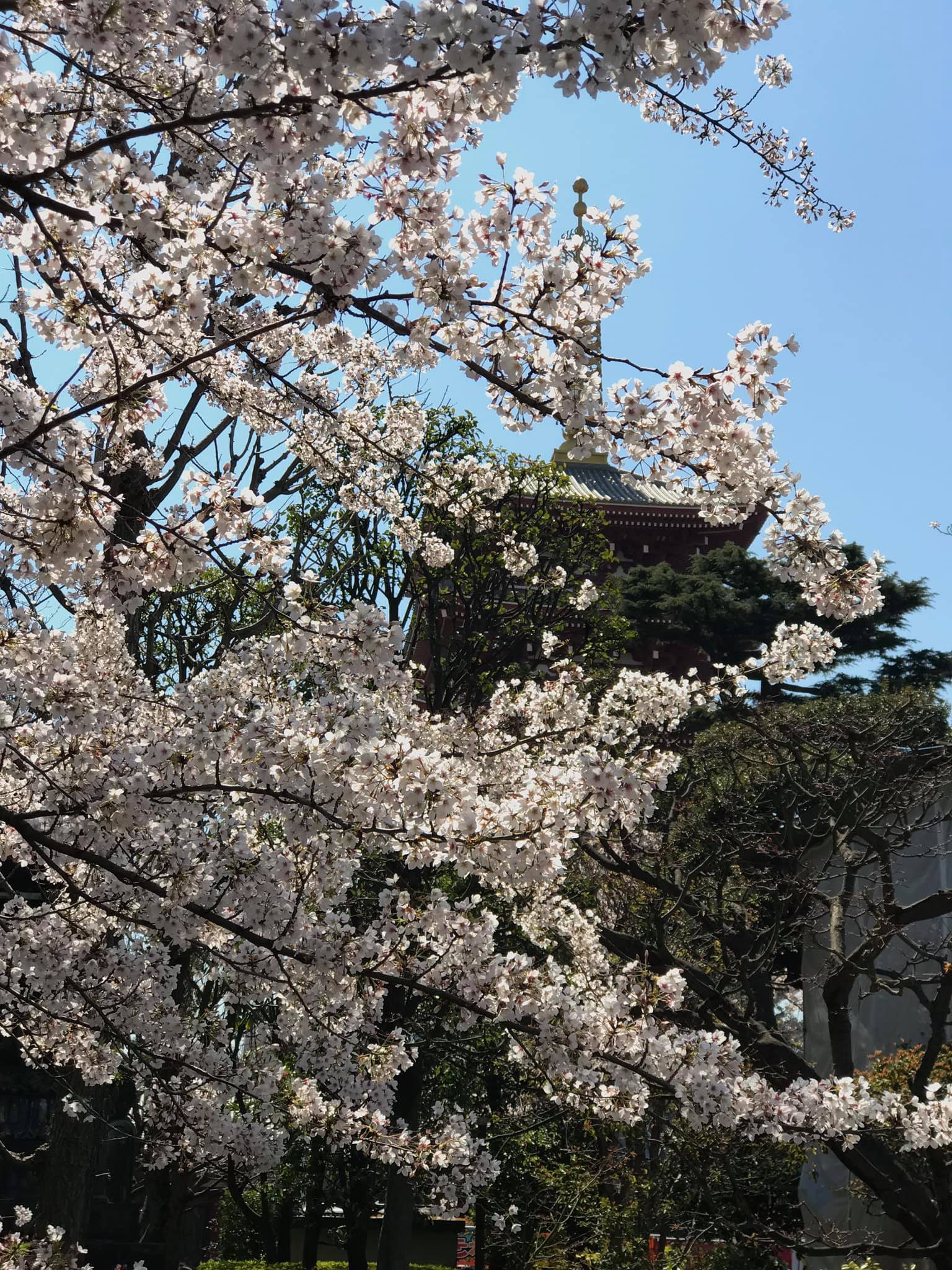 Một số hình ảnh tại Sensoji (浅草寺, Sensōji,) còn gọi là Chùa Quán Âm ở Asakusa, Nhật Bản