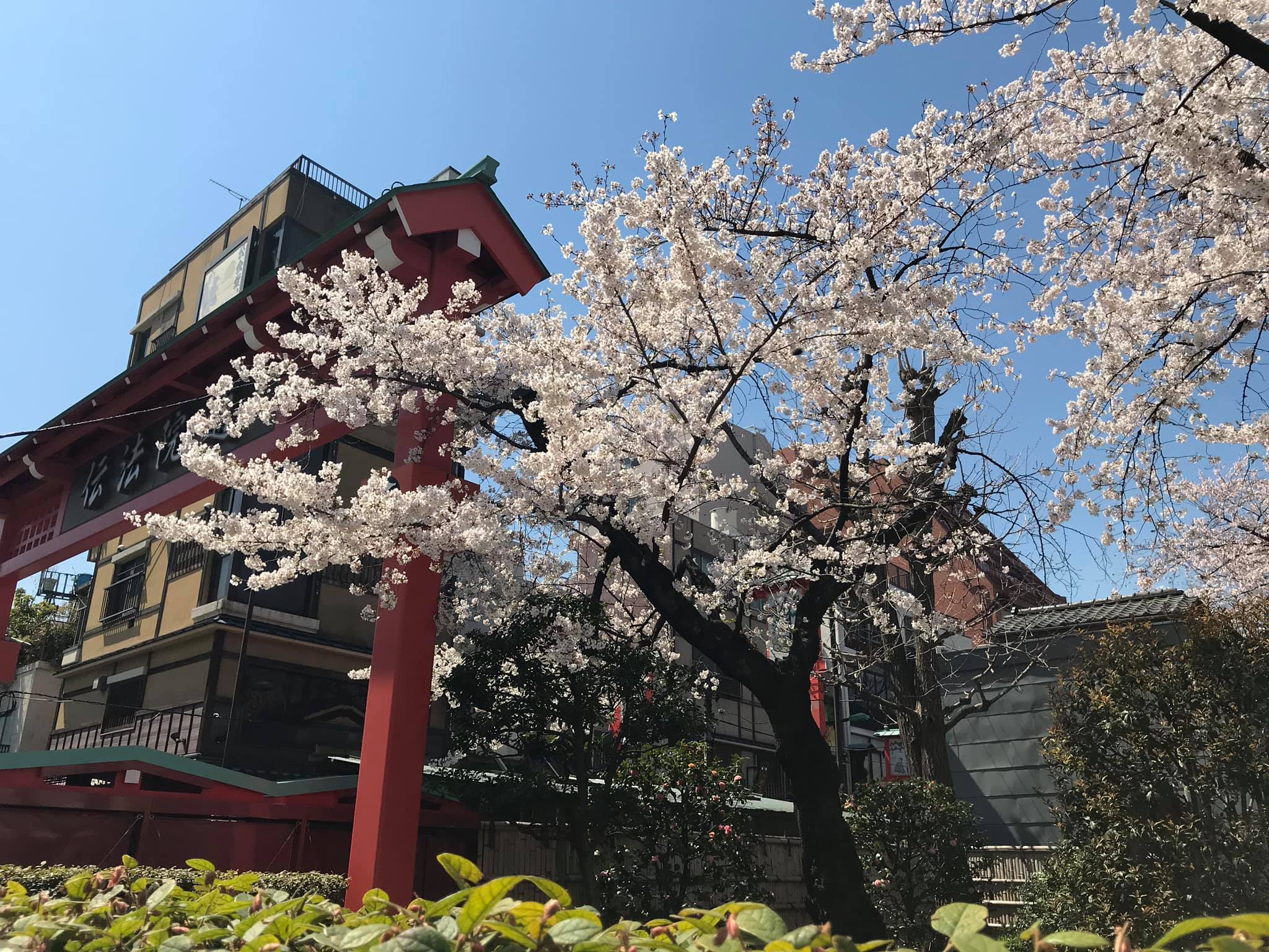 Một số hình ảnh tại Sensoji (浅草寺, Sensōji,) còn gọi là Chùa Quán Âm ở Asakusa, Nhật Bản