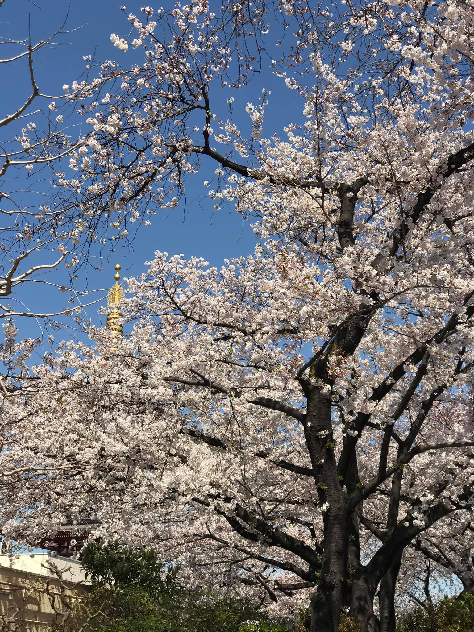 Một số hình ảnh tại Sensoji (浅草寺, Sensōji,) còn gọi là Chùa Quán Âm ở Asakusa, Nhật Bản