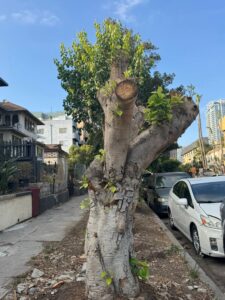 Hình ảnh Cây Bồ Đề ngày nay