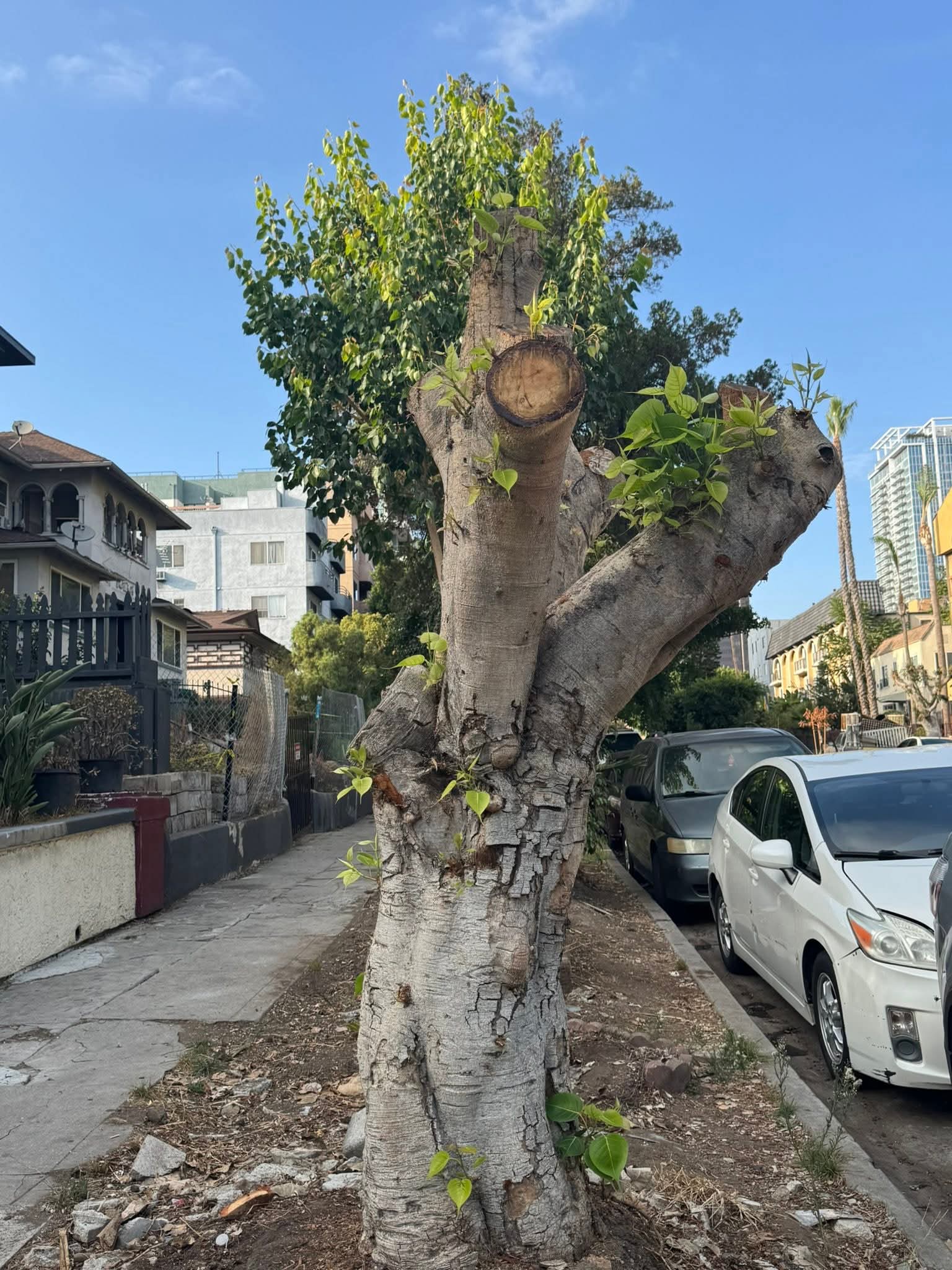 Hình ảnh Cây Bồ Đề ngày nay